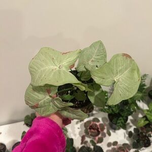 RARE Pink Confetti Syngonium